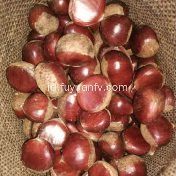 Dijual bersih Chestnut segar